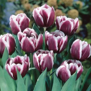 tulipán Jackpot Tulipa Jackpot sötétlila fehér szegélyű virág