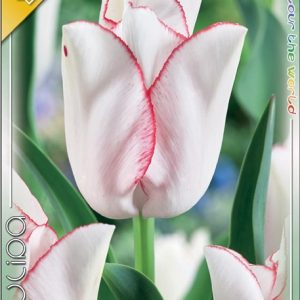 Tulipa Beauty Trend rózsaszín Triumph tulipán virághagyma