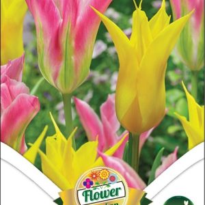 Tulipán Duo Elegance liliomvirágú tulipán virágzás