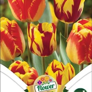 Tiger Duo tulipán 6 db-os virághagyma csomag