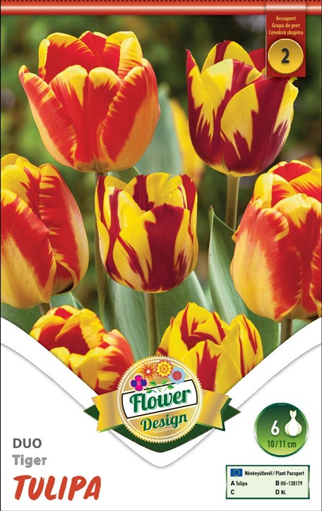 Tiger Duo tulipán 6 db-os virághagyma csomag