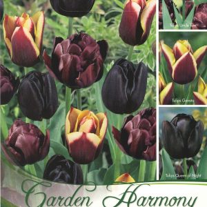 Fekete tulipán kollekció 3×5 db – 15 db tulipánhagyma