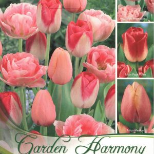 Rózsaszín tulipán kollekció 3×5 db – 15 db tulipánhagyma