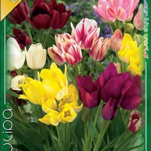 tulipa-club-mix-sokviragu-tulipanhagyma