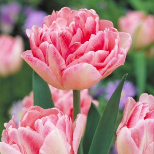 tulipa-foxtrot-tulipanhagyma.jpg