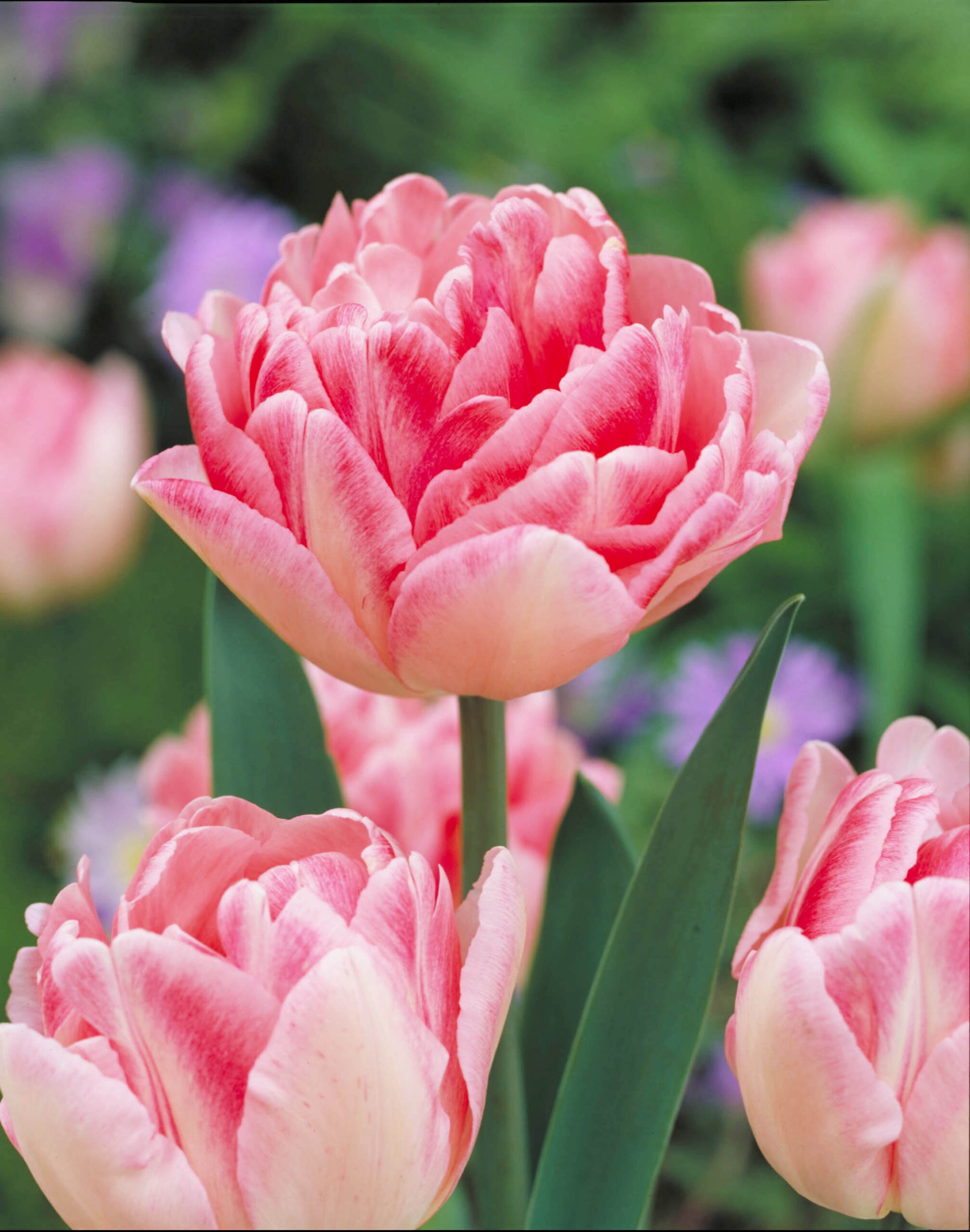 tulipa-foxtrot-tulipanhagyma.jpg