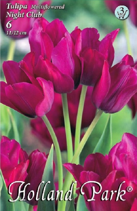Tulipa Night Club sokvirágú lila tulipán
