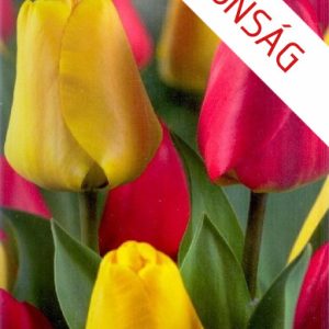 Tulipa Duo Red Yellow piros-sárga tulipán virágzás