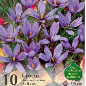 Crocus sativus valódi sáfrány halványlila virággal