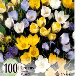 Crocus botanical Mix / Botanikai krókusz mix 100 db