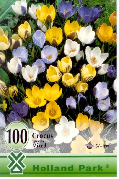 Crocus botanical Mix / Botanikai krókusz mix 100 db
