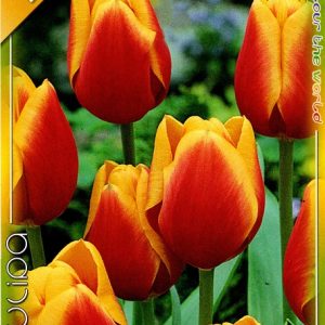 tulipán Kees Nelis Tulipa Kees Nelis piros sárga virág