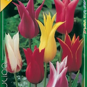 Tulipán Liliomvirágú mix 6 db virághagyma