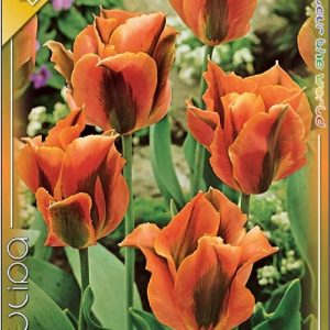 Tulipa Artist Viridiflora tulipán zöld csíkos virága