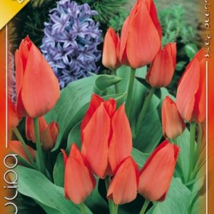 Tulipa Toronto tulipánhagyma