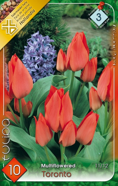 Tulipa Toronto tulipánhagyma