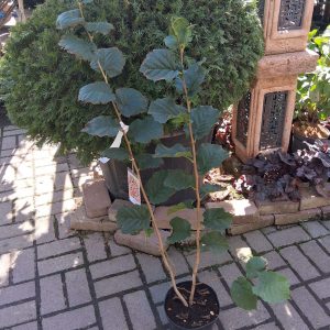 Corylus avellana 'Római' Római mogyoró