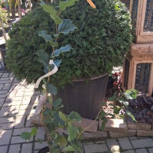 Corylus avellana 'Bőtermő nagy' mogyoró