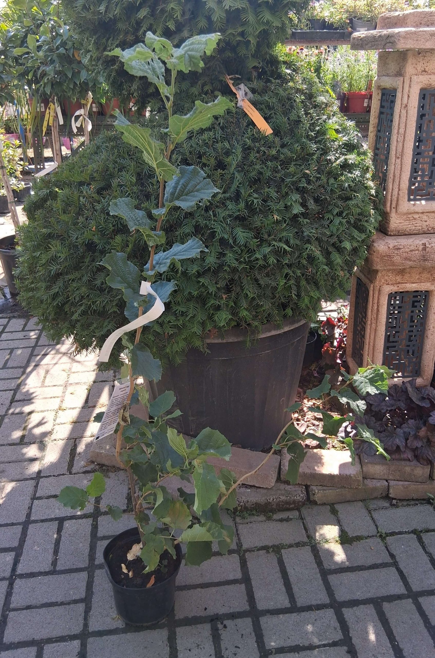 Corylus avellana 'Bőtermő nagy' mogyoró