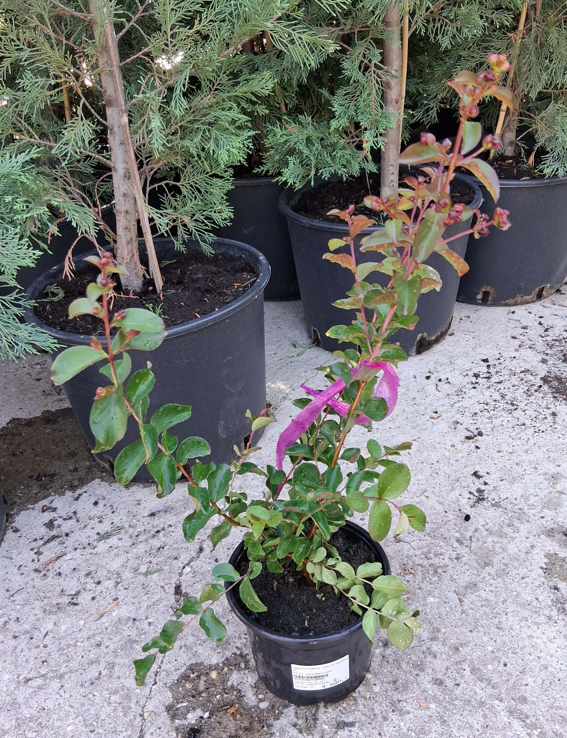 Lagerstroemia 'Dynamite' – Selyemmirtusz - Image 2