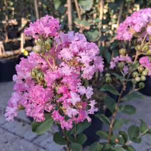 Lagerstroemia Rosea Nova rózsaszín virágú selyemmirtusz