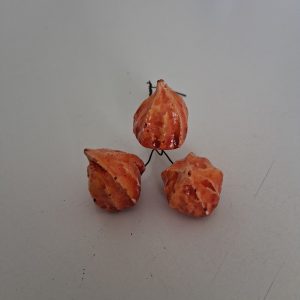 Physalis dekor 3 db