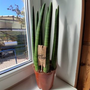 Sansevieria cylindrica 'Staight'