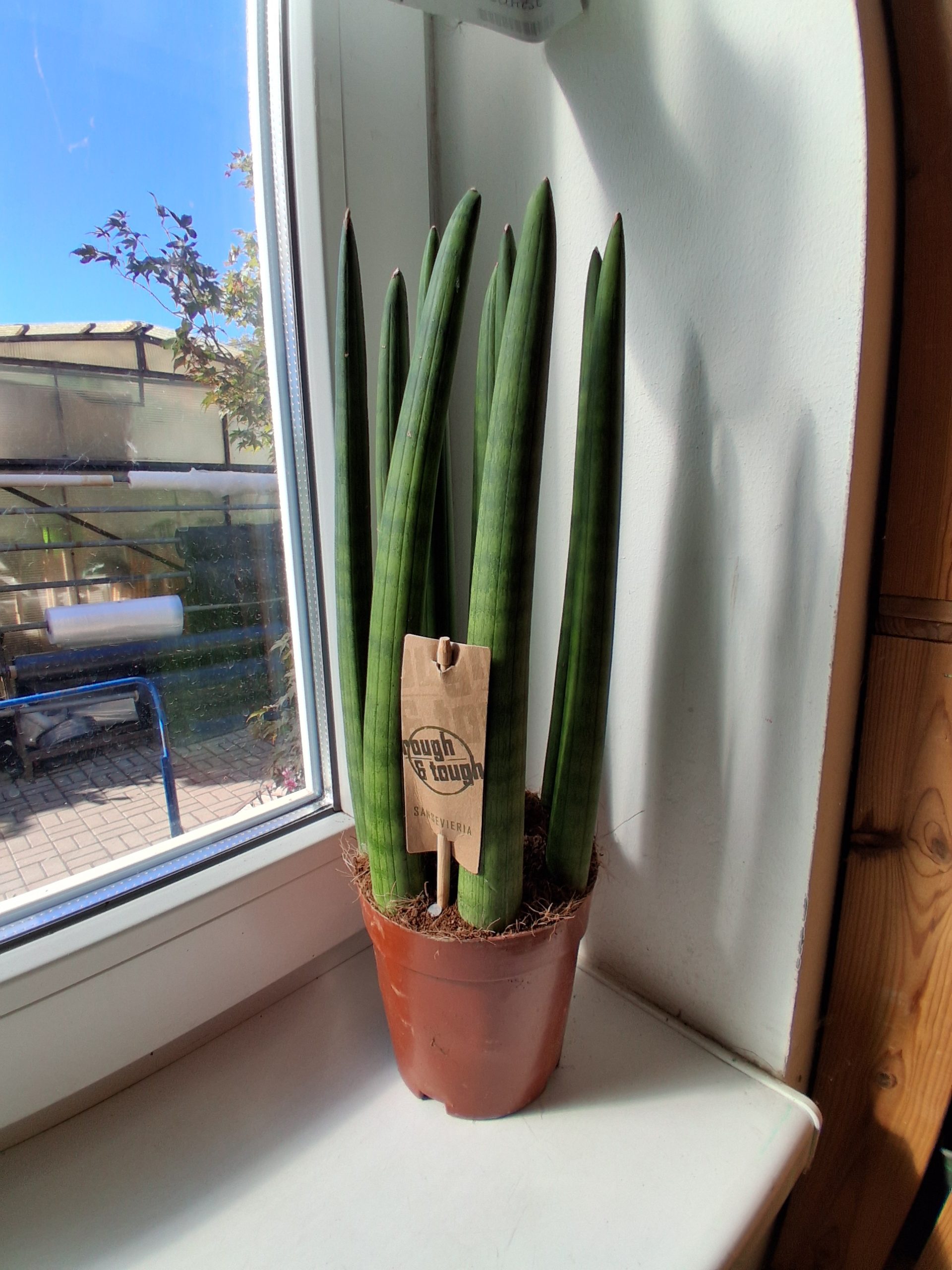 Sansevieria cylindrica 'Staight'