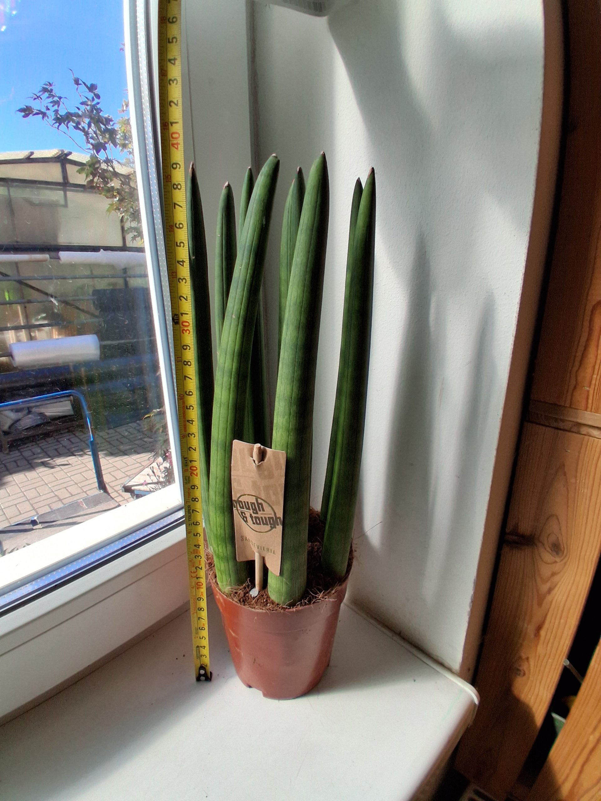 Sansevieria cylindrica 'Staight'