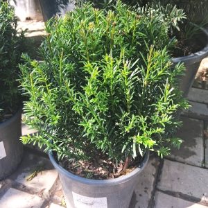 Taxus baccata - tiszafa gömbre nyírt örökzöld növény