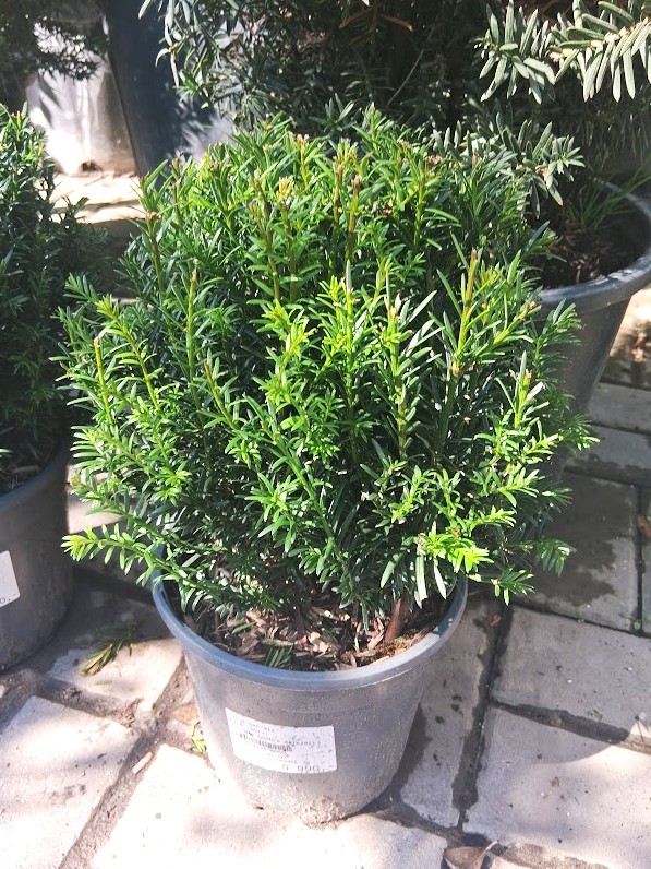 Taxus baccata - tiszafa gömbre nyírt örökzöld növény