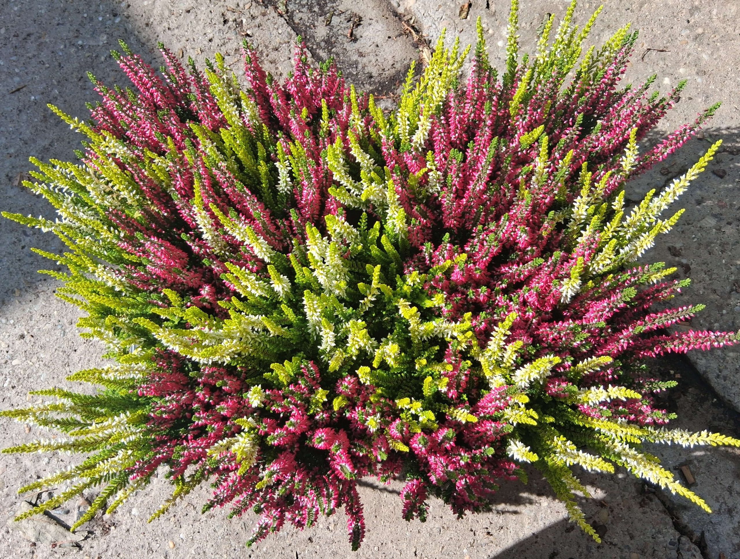 Calluna vulgaris ‘Beauty Ladies Quattro’ – csarab - Image 2