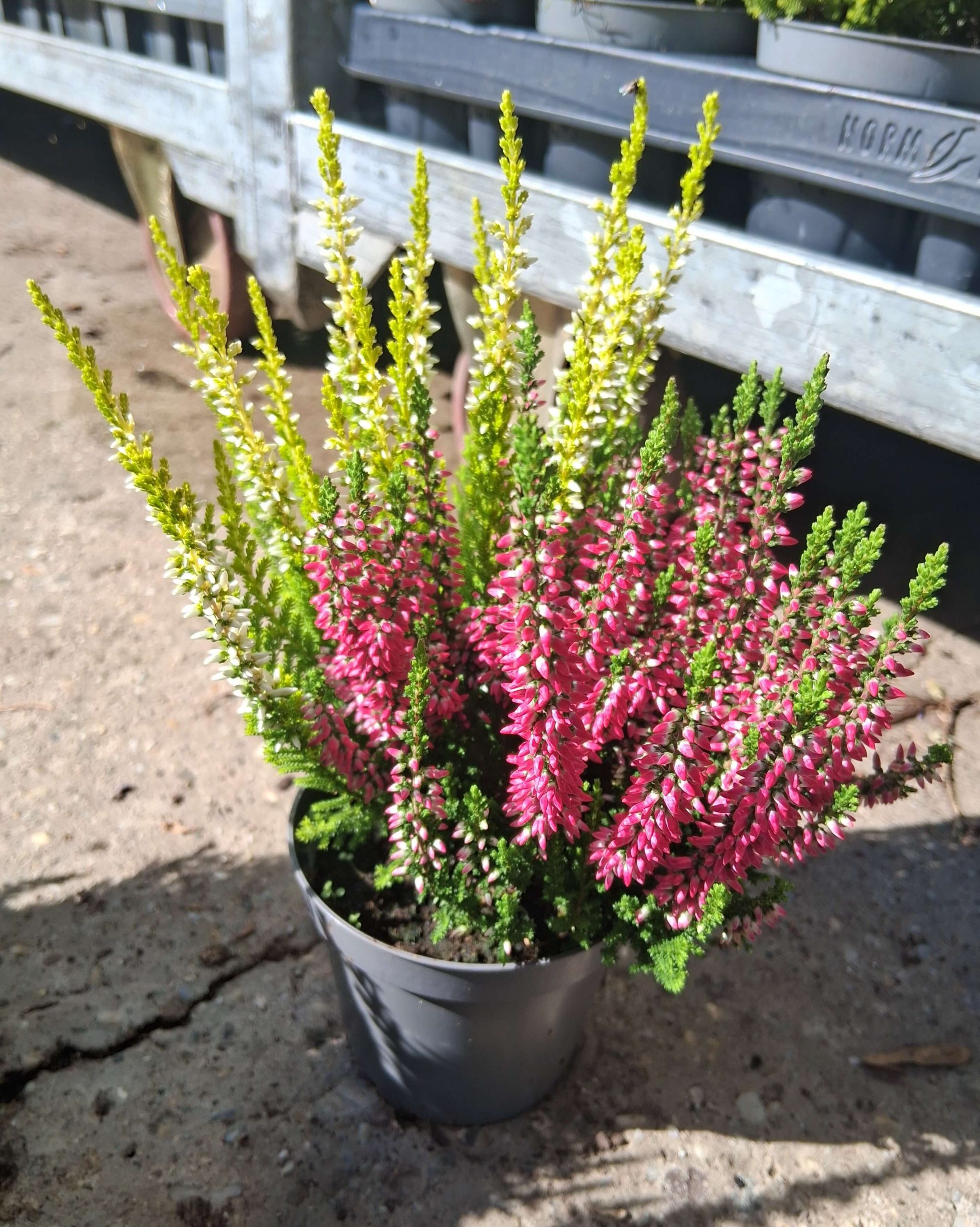 Calluna vulgaris ‘Beauty Ladies Quattro’ – csarab - Image 4