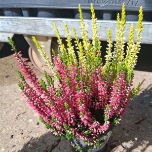 Calluna vulgaris ‘Beauty Lady Twins’ csarab