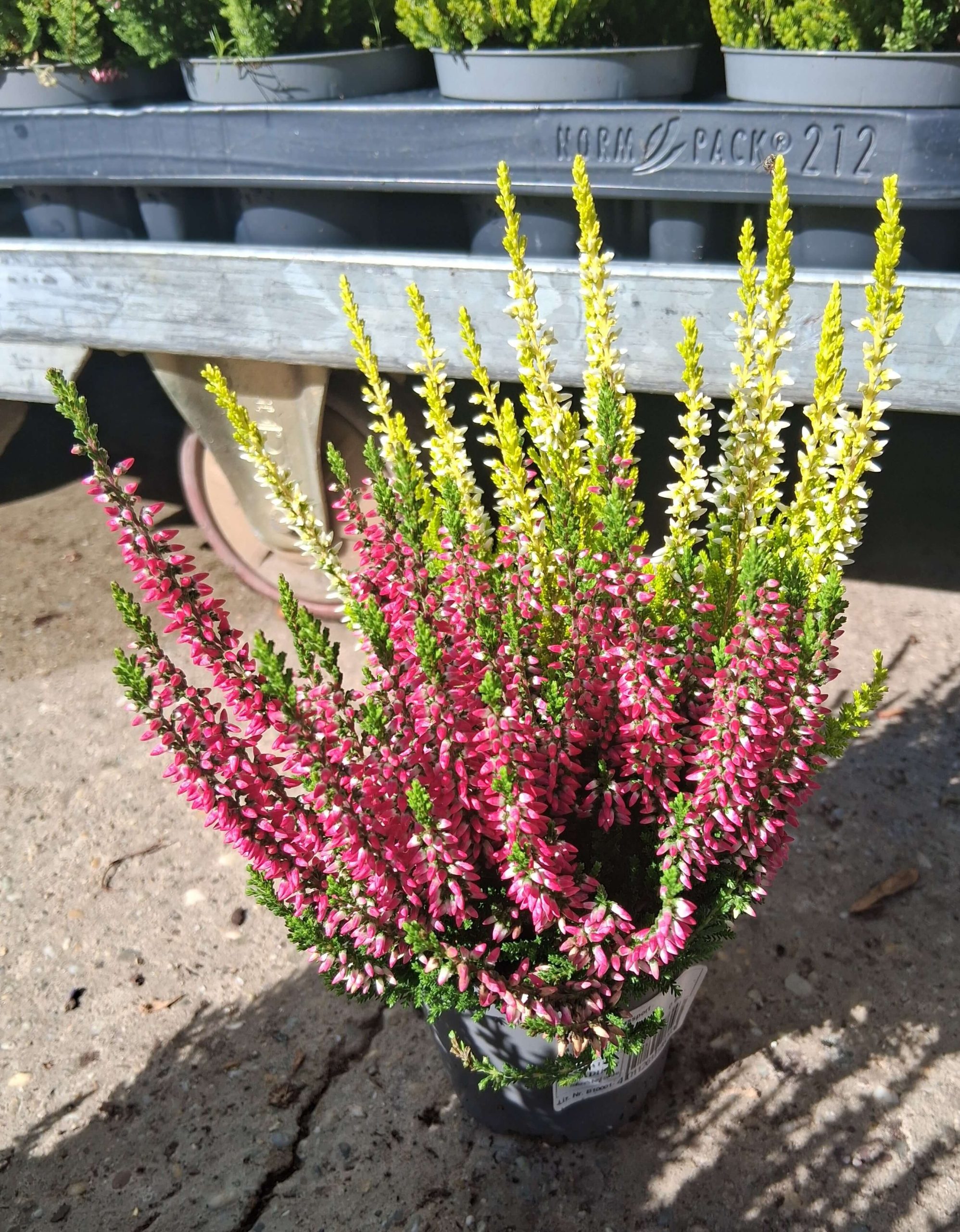 Calluna vulgaris ‘Beauty Lady Twins’ csarab