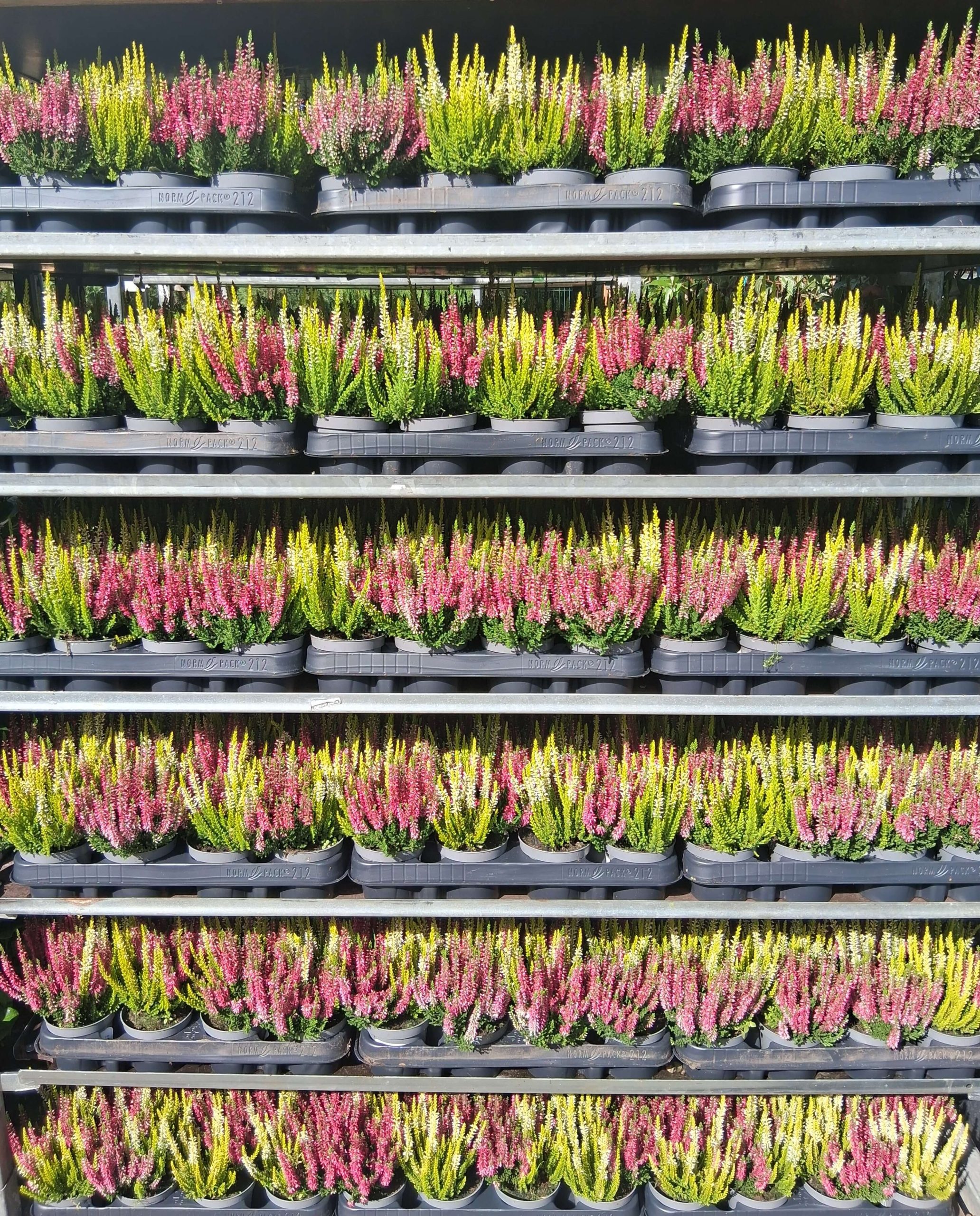 Calluna vulgaris ‘Beauty Ladies Quattro’ – csarab - Image 3