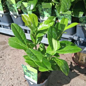 Prunus laurocerasus Novita babérmeggy