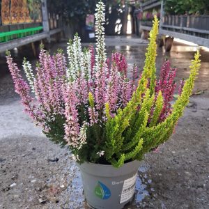 Calluna vulgaris ‘Beauty Ladies Quattro’ csarab