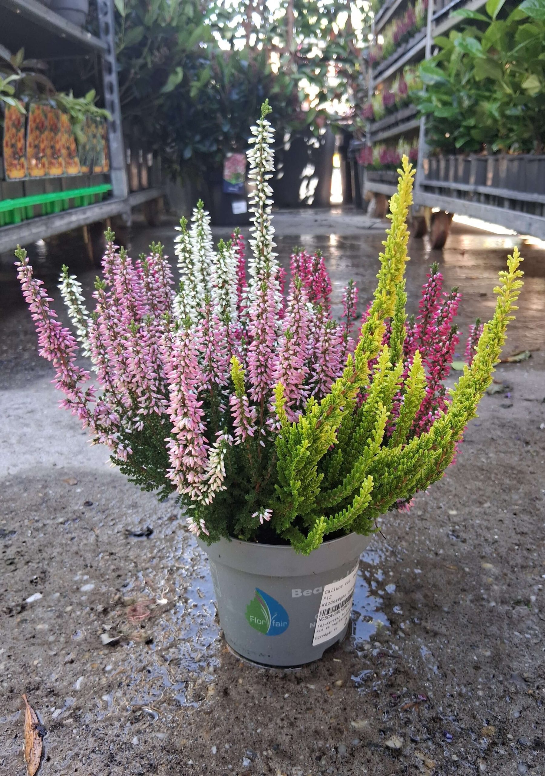 Calluna vulgaris ‘Beauty Ladies Quattro’ csarab