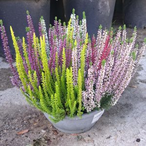 Calluna vulgaris ‘Beauty Ladies High Five’ csarab