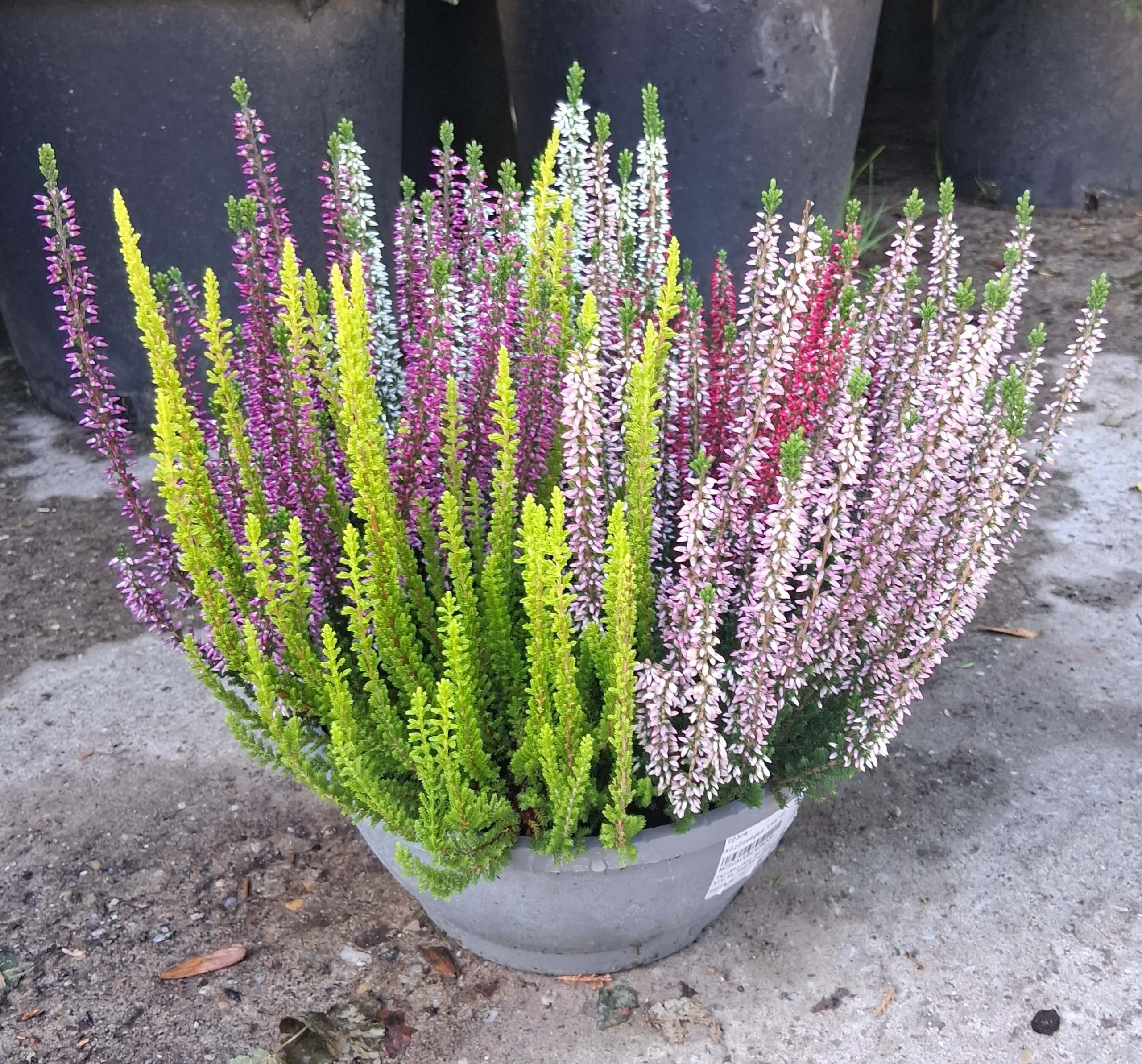 Calluna vulgaris ‘Beauty Ladies High Five’ csarab