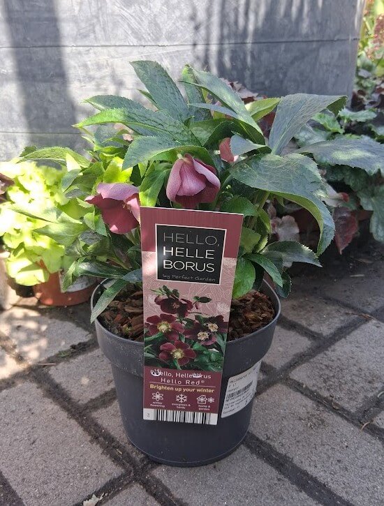 Helleborus 'Hello Red' keleti hunyor - Image 2