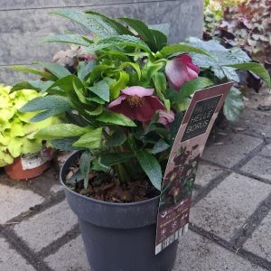 Helleborus Hello Red virágzó keleti hunyor mélybordó virágokkal
