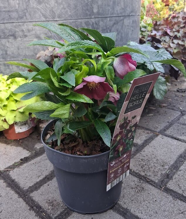 Helleborus Hello Red virágzó keleti hunyor mélybordó virágokkal