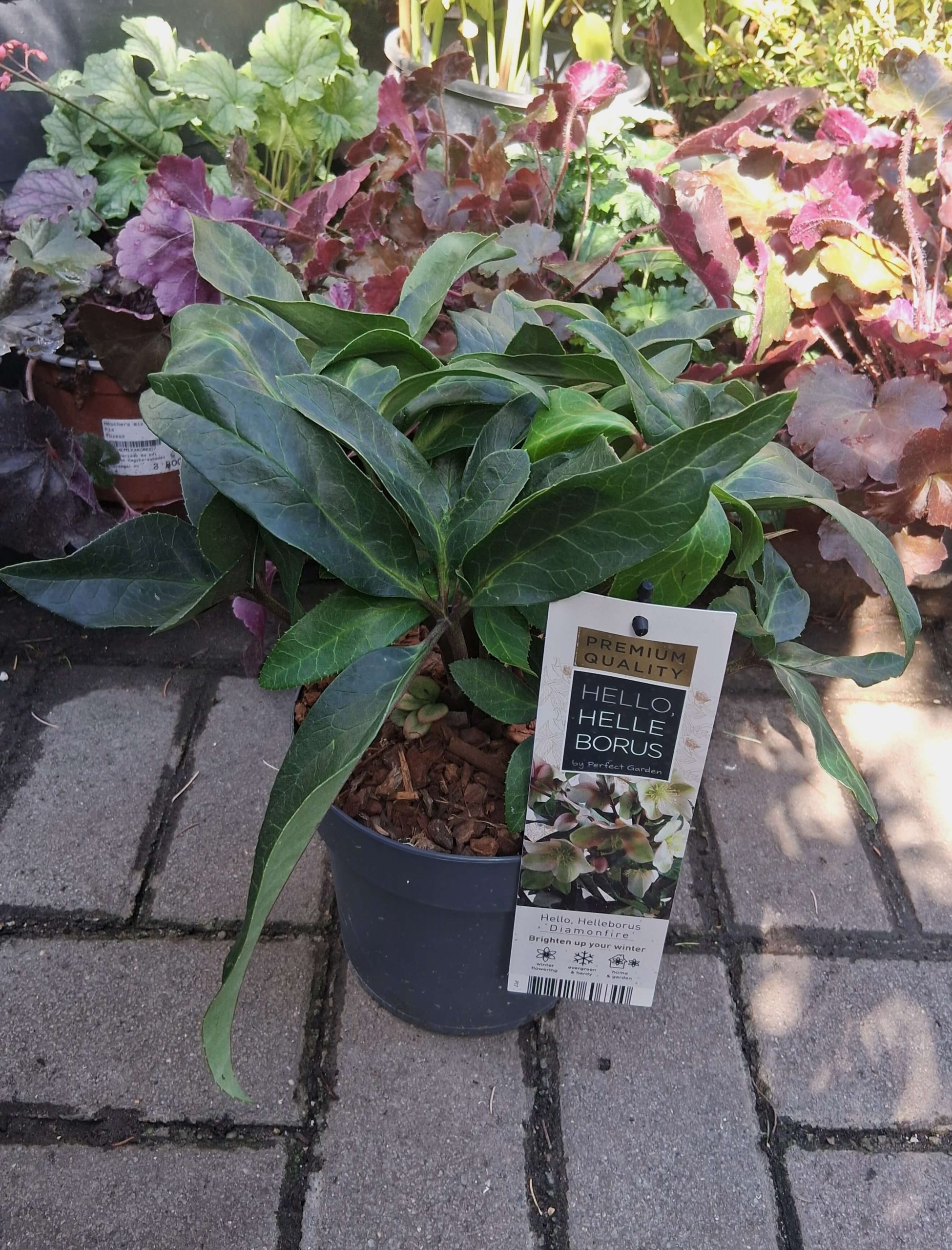 Helleborus 'Diamondfire' - keleti hunyor - Image 3