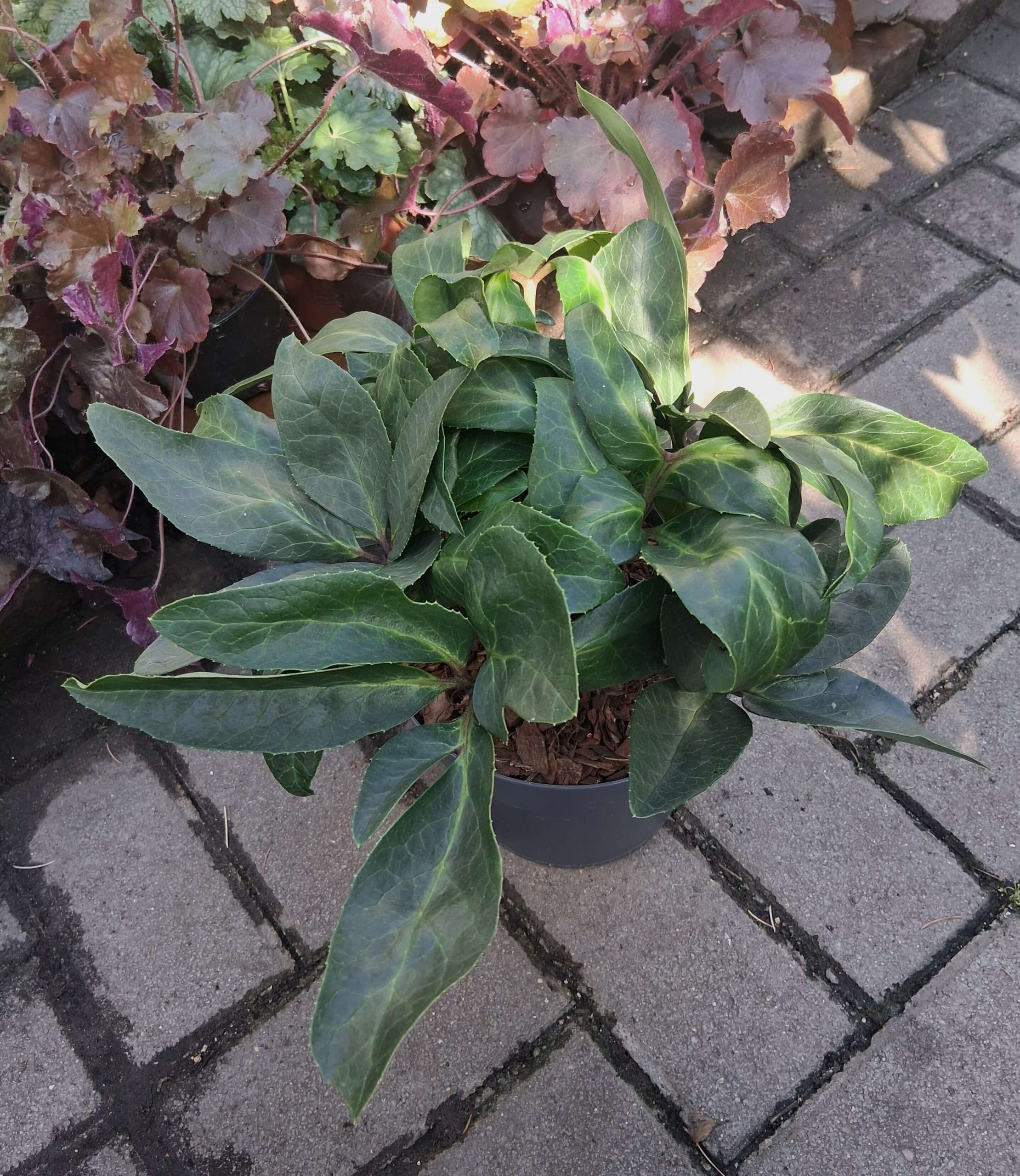 Helleborus 'Diamondfire' - keleti hunyor - Image 2
