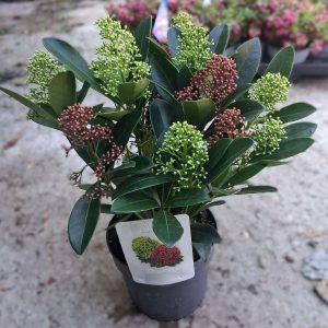 Skimmia japonica Double Diamond japán babérhanga