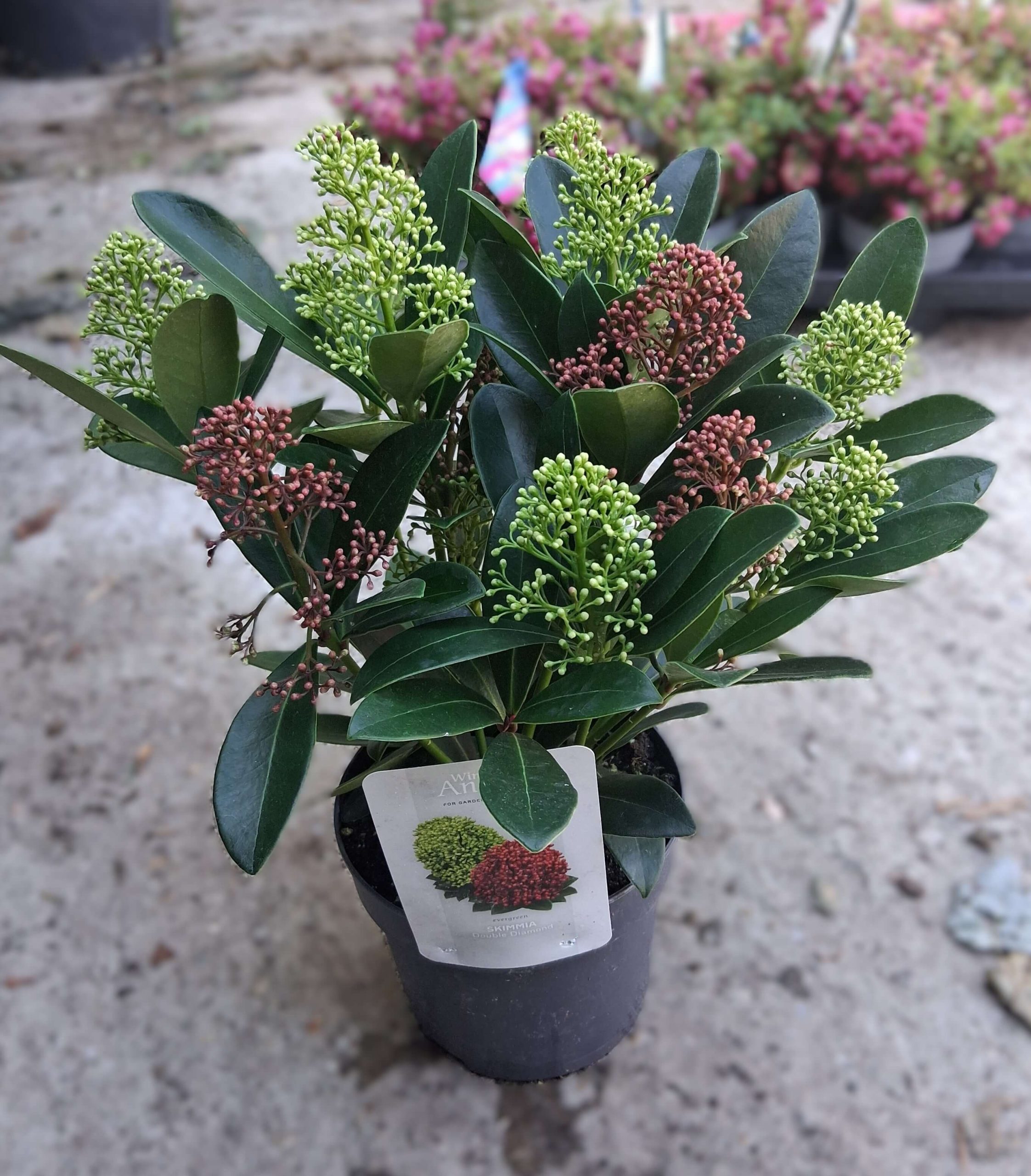 Skimmia japonica Double Diamond japán babérhanga