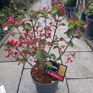 Viburnum dilatatum Sealing Wax széleslevelű bangita ragyogó piros bogyókkal
