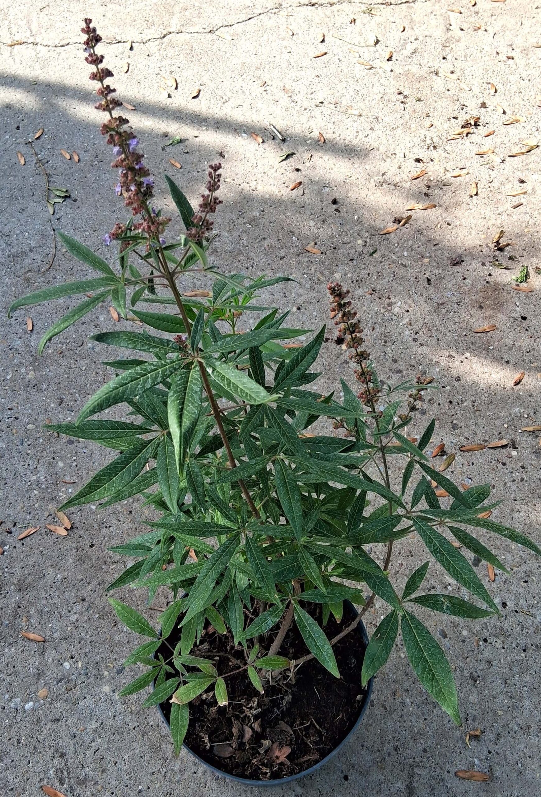 Vitex agnus-castus – Illatos barátcserje - Image 3